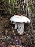 Tricholoma albidum image