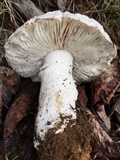 Tricholoma albidum image
