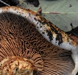 Cortinarius ponderosus image