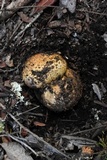 Cortinarius ponderosus image
