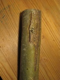 Hymenoscyphus fraxineus image