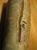 Hymenoscyphus fraxineus image