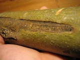 Hymenoscyphus fraxineus image
