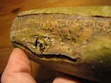Hymenoscyphus fraxineus image