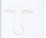 Tricholoma albidum image