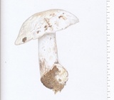 Tricholoma albidum image