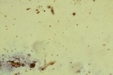 Sidera lenis image