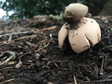 Geastrum rufescens image