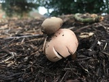 Geastrum rufescens image