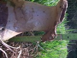 Lycoperdon excipuliforme image