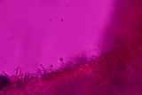 Trichaptum abietinum image