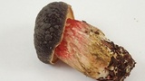 Xerocomellus atropurpureus image