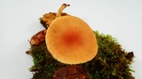 Gymnopilus sapineus image