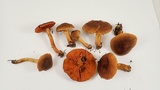 Cortinarius malicorius image