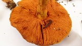 Cortinarius malicorius image