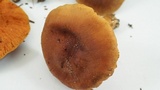 Cortinarius malicorius image