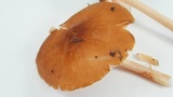 Pluteus leoninus image