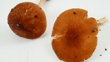 Pluteus leoninus image
