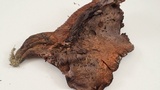 Sarcodon fuscoindicus image
