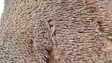 Sarcodon fuscoindicus image