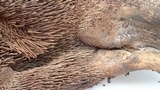 Sarcodon fuscoindicus image