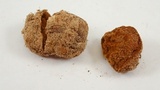 Disciseda cervina image