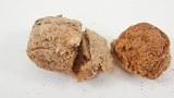 Disciseda cervina image