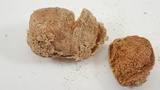 Disciseda cervina image