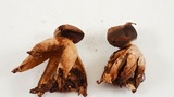 Geastrum fornicatum image