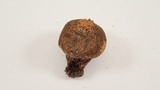 Lycoperdon umbrinum image