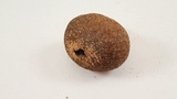 Lycoperdon umbrinum image