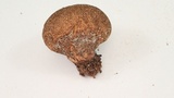 Lycoperdon umbrinum image