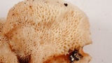 Polyporus leptocephalus image