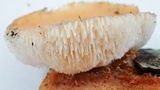 Polyporus leptocephalus image
