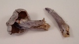 Cortinarius alboviolaceus image