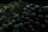 Jackrogersella cohaerens image