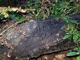Jackrogersella cohaerens image