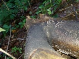 Jackrogersella cohaerens image