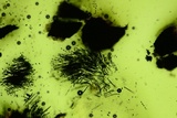 Jackrogersella cohaerens image