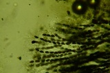 Jackrogersella cohaerens image