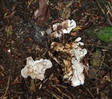 Phellodon fuligineoalbus image
