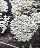 Parmeliopsis ambigua image