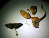 Leratiomyces squamosus image