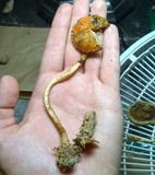 Leratiomyces squamosus var. thraustus image