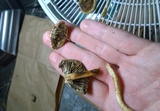Leratiomyces squamosus var. thraustus image