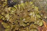 Melanohalea exasperatula image
