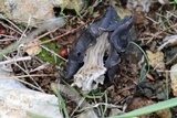 Helvella lacunosa image