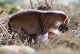 Lepista sordida image