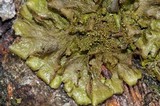 Melanohalea exasperatula image