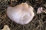 Lepista sordida image